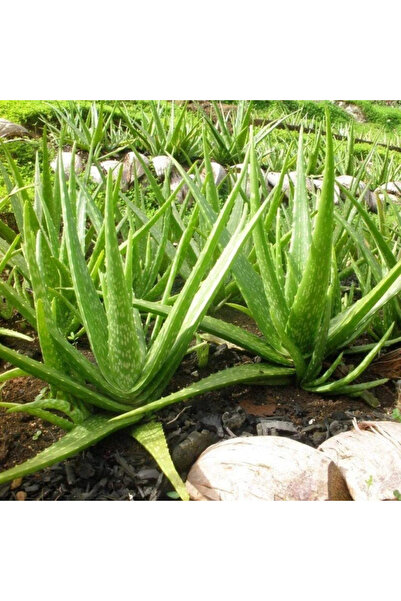 Genel Markalar Tüplü Aromatik Aloe Vera(Sarı Sabır) Fidanı