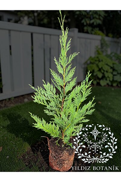 YILDIZ BOTANİK Leylandi Fidanı Çam Ağacı Çit Bitkisi Cupressocyparis Leylandi...