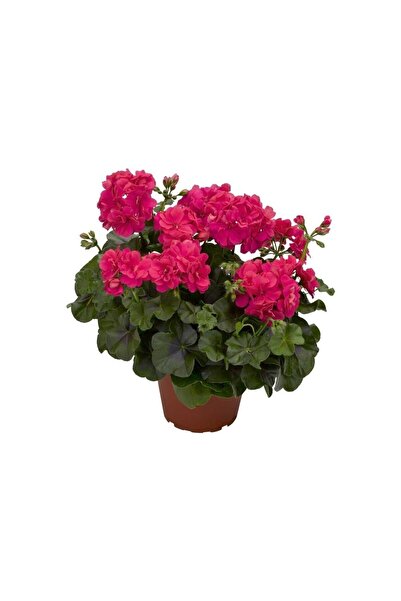 Mimoza Saksılı Sakız Sardunya Fidanı Kırmızı 10-20 cm