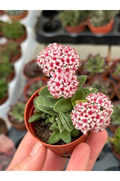 SukuLand Crassula Springtime Koleksiyonluk Özel Tür Sukulent (5,5cm Saksıda)