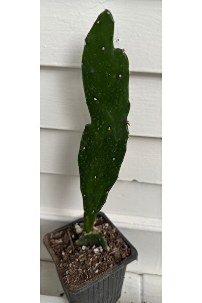 ATABEY ÇİÇEK Opuntia Kaktüs Çiçeği Tavşan Kulağı Kaktüs (OPUNTİA MİCRODASYS)