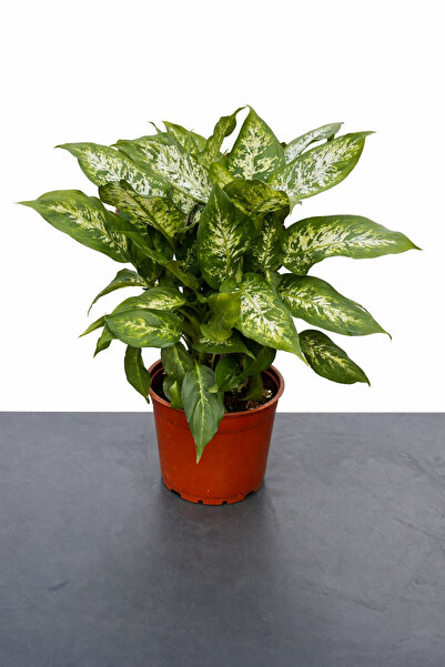 Floryalibotanik Difenbahya (Dieffenbachia Camilla)-Ağlayan Çiçek