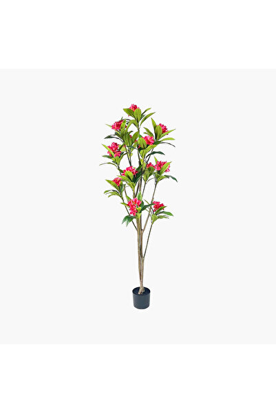 JASMIN CONCEPTS Saksılı Frangipani Ağacı Fuşya 200cm
