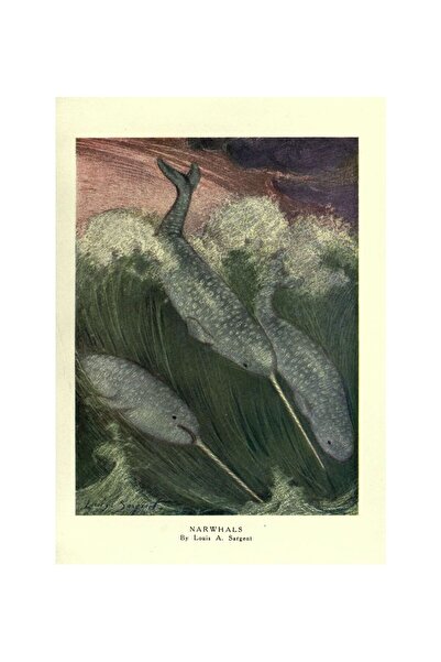 OEM Poster Vintage Narwhals de Louis A. Sargent, Ilustrație Naturalistă, Cart...
