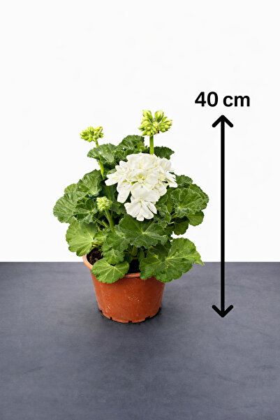 Sardunya (Pelargonium)- Beyaz Renk (30-40cm)