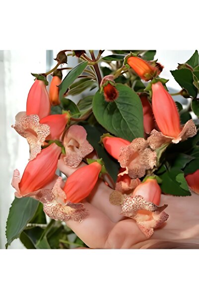 İdeaPazar Koleksiyonluk Peach Quen Kohleria Japon Küpelisi Çiçeği Fidesi (Min...
