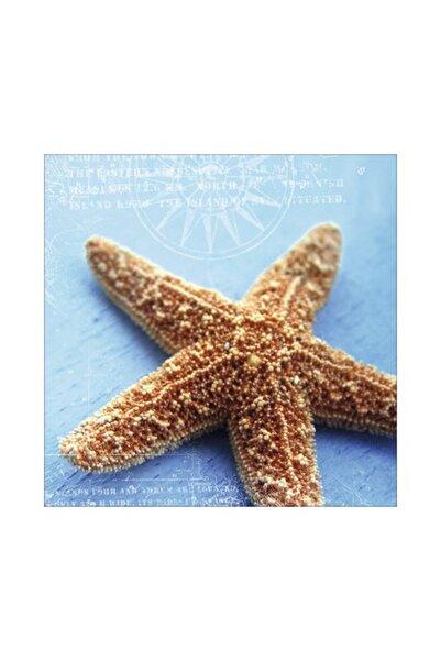 canvas Stea de mare II