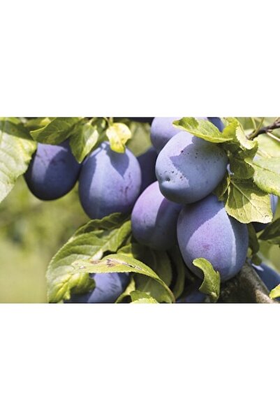 FloraSelf Piersică bio auto-fertilizantă