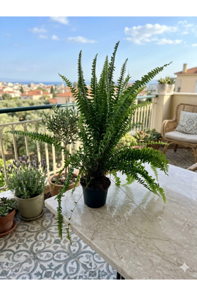 Yades Canlı Aşk Merdiveni - Dolgun Yapraklı İç Mekan Bitkisi 50-60 cm Doğal H...