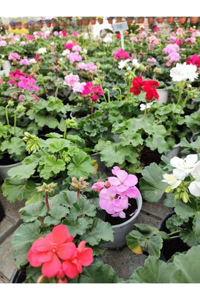 Zambak Botanik Sardunya çiçeği (Pelargonium zonale) - Kırmızı renkli