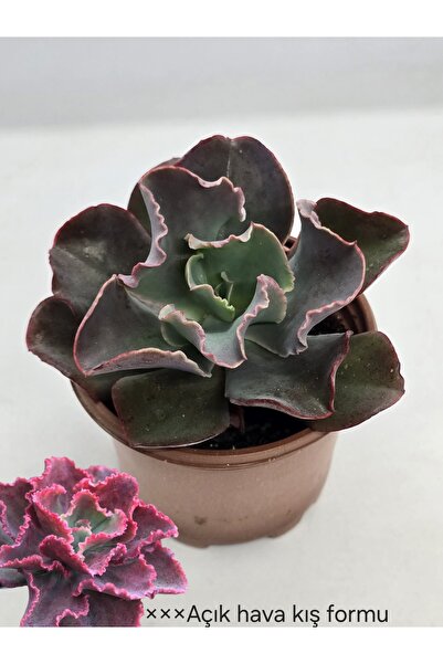 DOĞA BAHÇESİ Echeveria First Lady İri Yapraklı Koleksiyonluk Tür Sukulent 8.5...