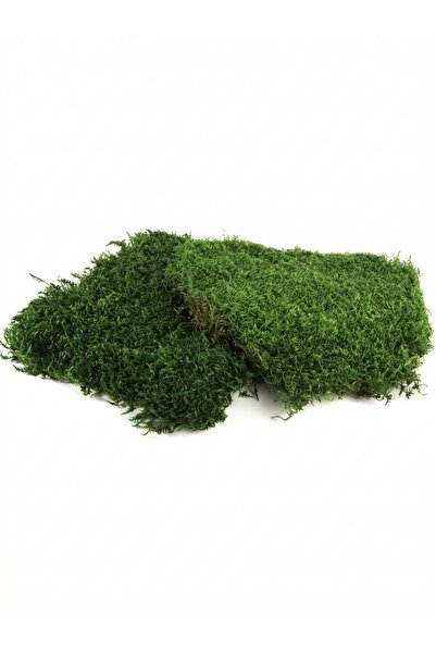 Craft for Joy Muschi plat verde natural