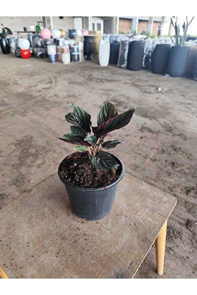 Yades Canlı Calathea Ornata Dua Çiçeği Çizgili Yapraklı Salon Bitkisi Orta Boy