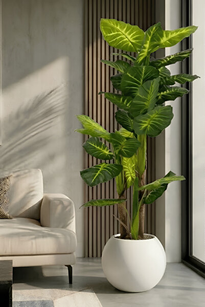 Armada Flora 160 cm Yapay 2 gövdeli Difenbahya Ağacı 30x30 Küre Saksı