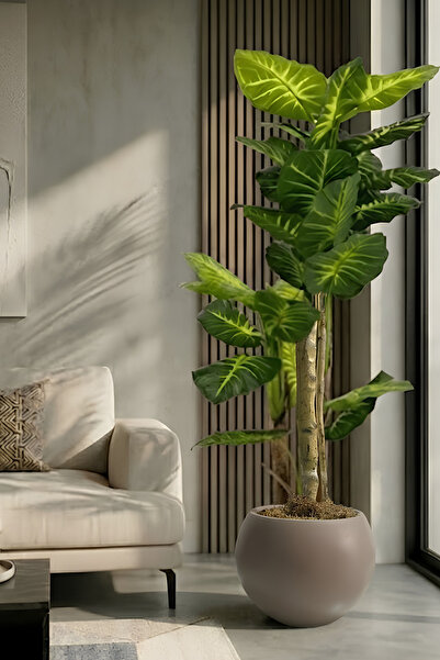 Armada Flora 160 cm Yapay 2 gövdeli Difenbahya Ağacı 30x30 Küre Saksı