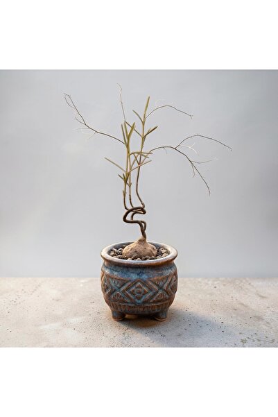 ATLANTE CACTUS brachystelma sp Thailand - Siyah Çiçekli Caudex Tayland Orkide...