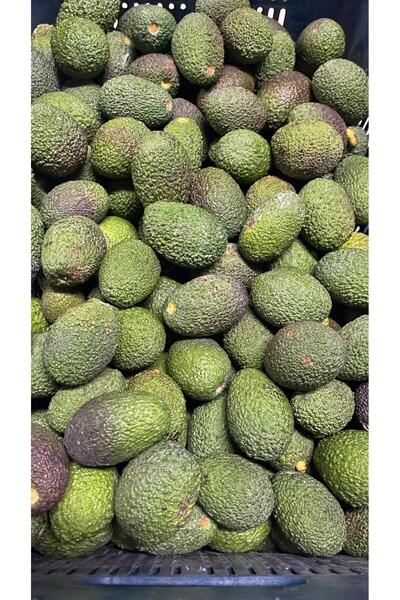 GB Tropikal Mini Boy Has Avokado