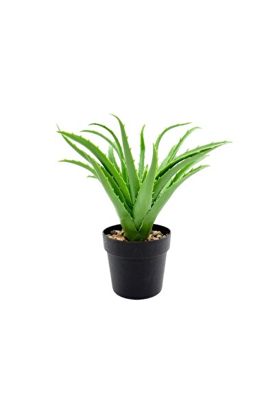 AFO Αλόη Βέρα Κωνική Πλαστική Γλάστρα 23,5 εκ.