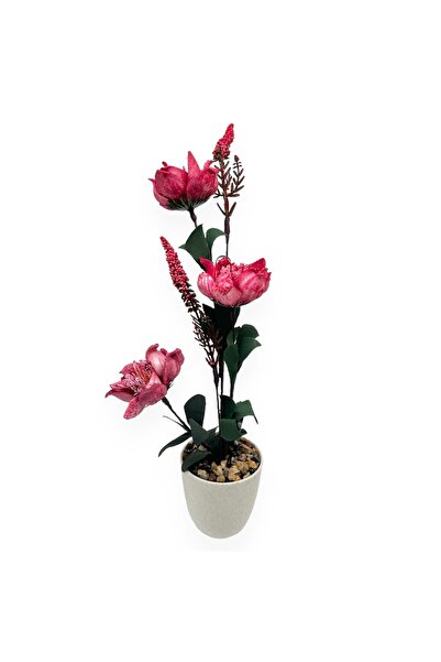 AFO Τριών συρμάτων Αφρώδης Ζαρντινιέρα Μανόλιας - Μπορντό