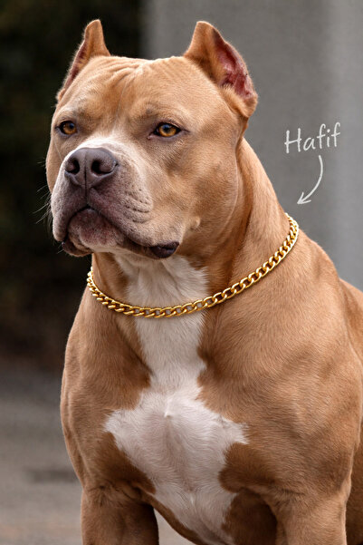 TRD'tek طوق كلب بسلسلة ذهبية خفيفة الوزن