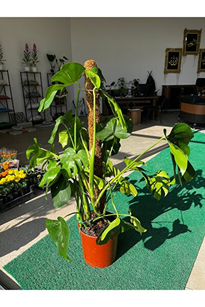DEVE TABANI-MONSTERA