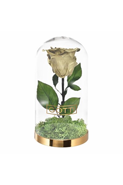 GOTTI Trandafir Criogenat Gold – Cupolă de Sticlă Premium
