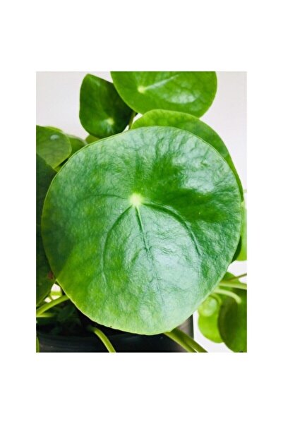 Genel Markalar Pilea Peperomioides Çin Para Ağacı Fidanı 10-20 cm
