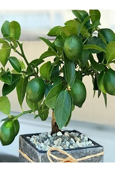Akdeniz Fidan Lime Limon Fidanı (MİSKET LİMON) Aşılı