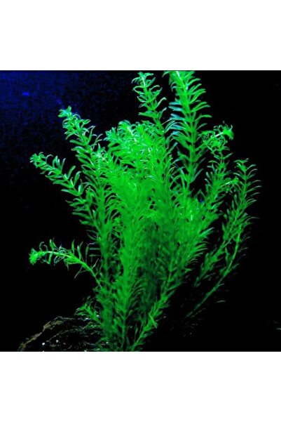 İthâl Bitki Elodea Species 5 Kök Canlı Bitki