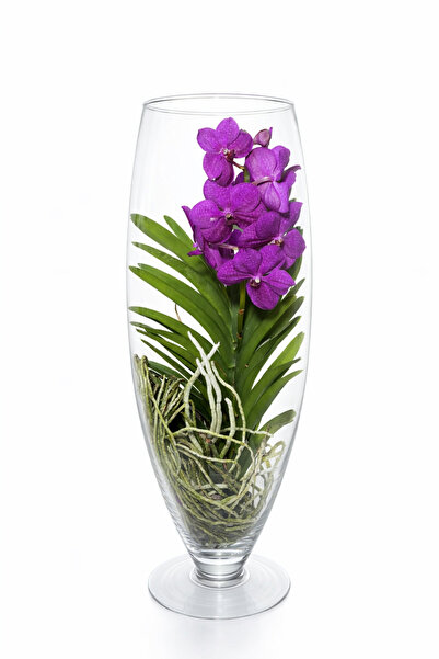 Ernaz Bitki Dünyası Vanda Orkidesi 70 cm Cam Vazoda | Hediyelik Ev Ofis Bitki...