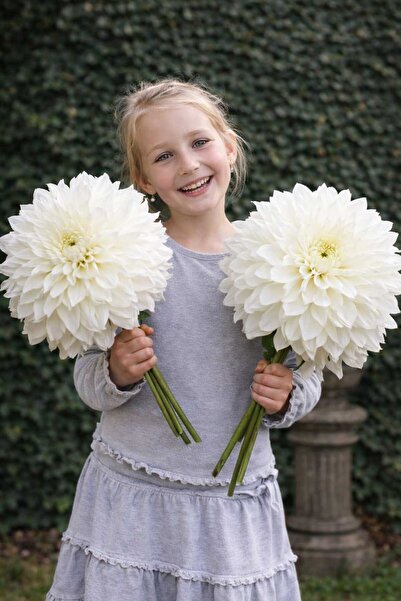 Bulbi și Plante ΓΙΓΑΝΤΙΑ ΛΕΥΚΗ ΝΤΑΛΙΑ - 1 ΤΕΜΑΧΙΟ