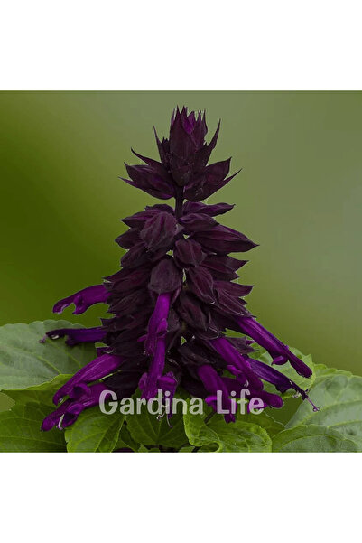 Gardina Ateş Çiçeği Fidesi Purple 10 Adet