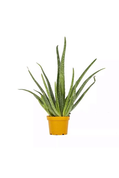 bahçe market Büyük Boy Aloe Vera Yeşil Canlı Çiçek - Bakımı Kolay Ofis ve Ev ...
