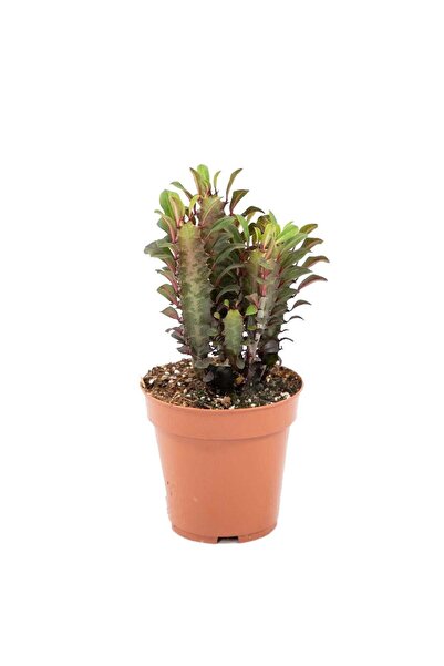 İthal Euphorbia Trigona Rubra (Süt Ağacı Kaktüs) 20-30 Cm