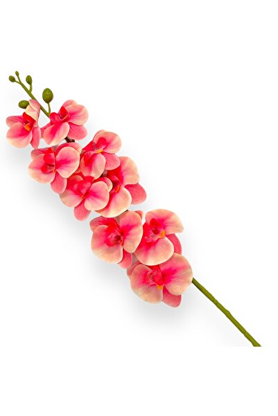 AFO Ορχιδέα Φιρ σιλικονιζέ, Ντενδρόμιουμ, κρέμα σιλικόνης