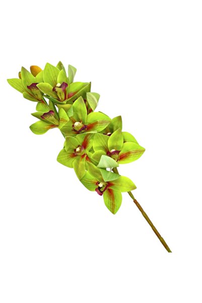 AFO Συμπιδίδιο Φιρ Ρεάλταουτς Βέρντε