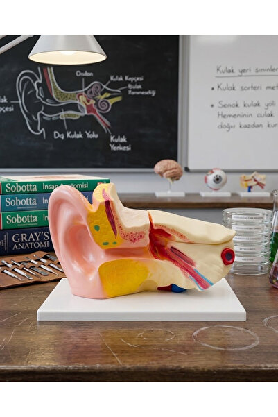 Temel 3 Boyutlu Anatomik Kulak Modeli, Çıkarılabilir Parçalı Stantlı Kulak Ke...
