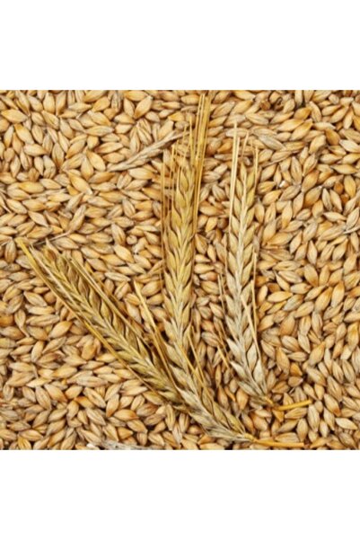 BFHOME Arpa 1 kg Doğal Arpa Tane Arpa Kuş Yemi Tavuk Hayvan Yemi Arpa ata tohumu