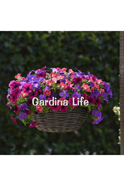 Petunia Flower Seedling Mix 10 Pieces