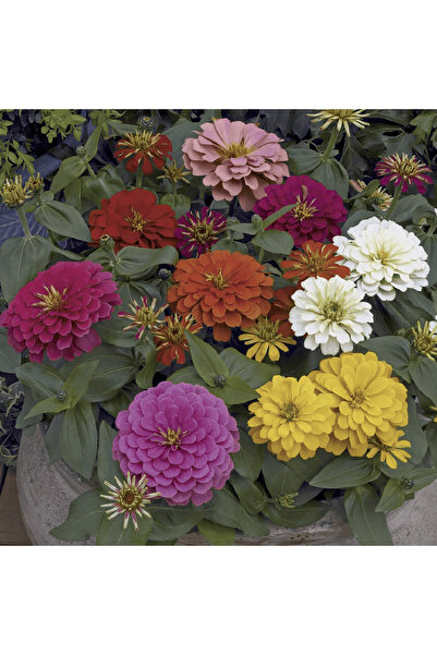Zinya Flower Seedling MİX 10 Pieces