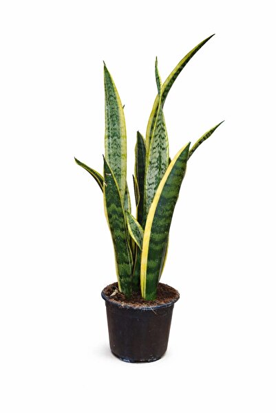 KAPTABAHÇE Alacalı Kılıç Çiçeği (Sansevieria trifasciata ‘Laurentii’) | 65 cm...