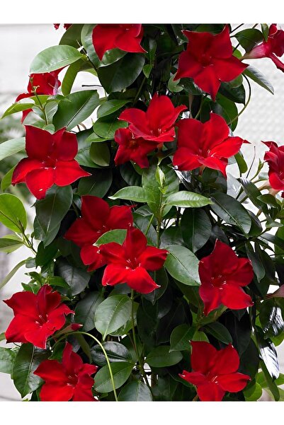 handanca Kırmızı Mandevilla Sarmaşık Bitkisi 30–60 cm Saksıda Gösterişli Çiçe...