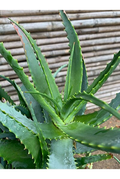 Empressco ALOEVERA BİTKİSİ SAKSIDA Arborescens- PEYSAJ BAHÇE BİTKİSİ