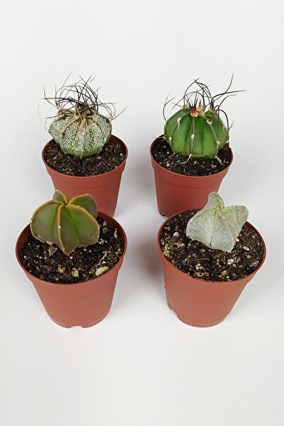 Empressco 4 Lü Astrophytum Özel Tür Kaktüs Seti 5.5 Cm Saksıda