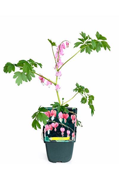 ERNAZ Kanayan Kalp Çiçeği Pembe Renk (Dicentra Spectabilis) Canlı Çiçekli Bah...