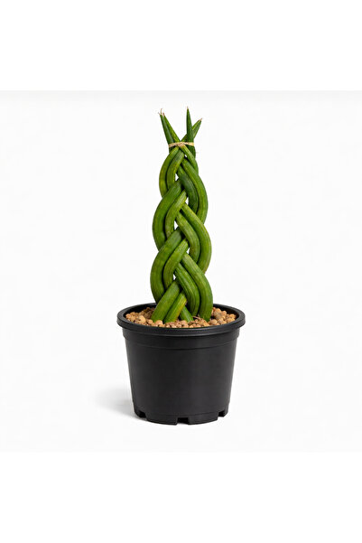 ERNAZ Örgülü Paşa Kılıcı (Sansevieria Cylindrica) Dekoratif Canlı Bitki