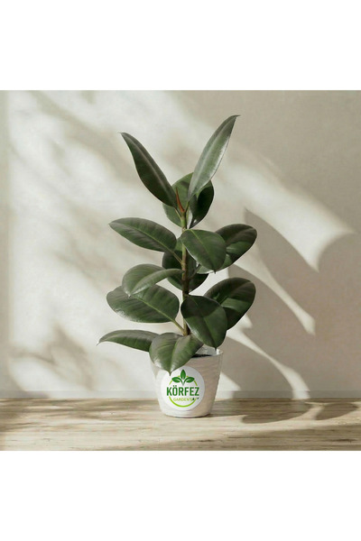 Rubber Imported Home And Office Plant Live Special BOXED Delivery 100 cm