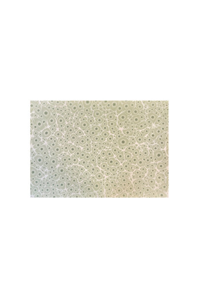 VERA SANAT Nedim Sönmez Original Handmade Marbling Paper -5 Tiger Eye Green