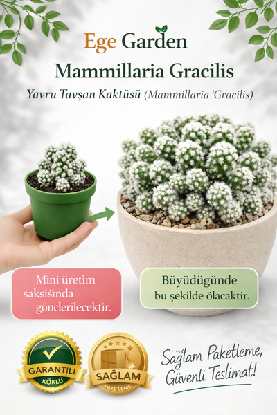 EGE GARDEN Mammillaria Gracilis Kaktüs Yavru Tavşan kartopu Kaktüsü | Mini Sa...