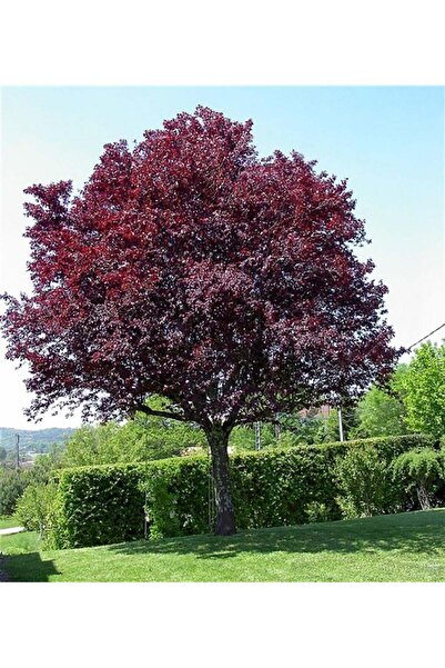 AĞAÇ süs eriği fidanı 160cm boyunda kırmızı yapraklı süs eriği (prunus cerasi...